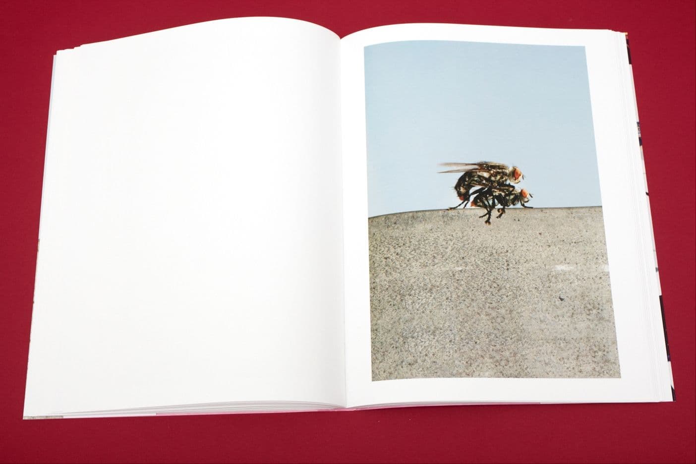 I Heart Transylvania