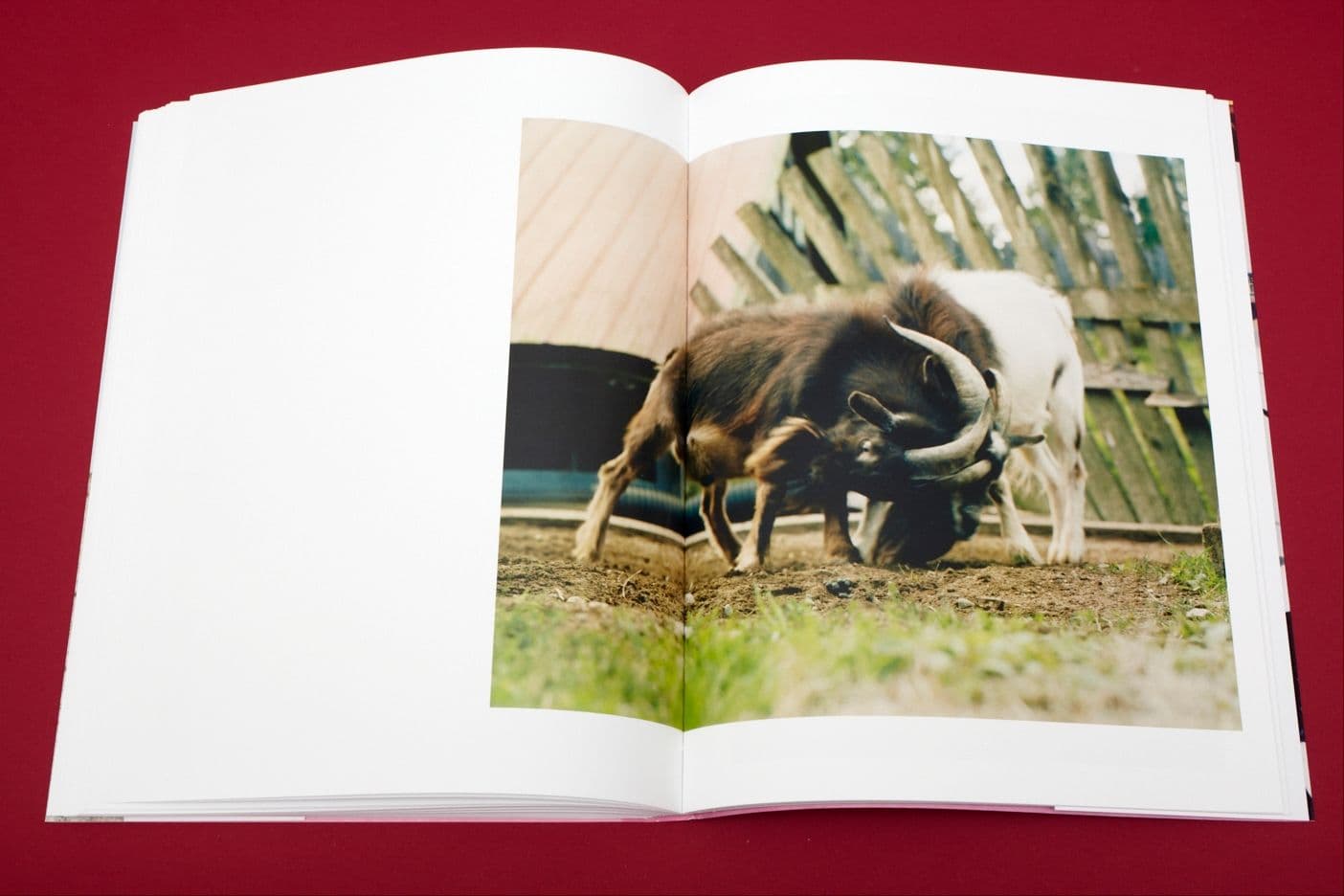 I Heart Transylvania